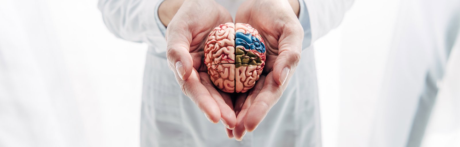 Doctor or scientist holding a model of a human brain